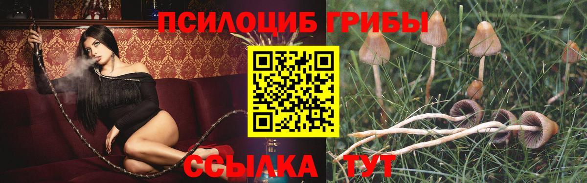 Псилоцибиновые грибы Psilocybe Балахна